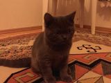 Acil Yuva Scottish Fold Yavrumuza Yuva Arıyoruz