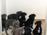 Blue ve siyah safkan cane corso yavrularımız