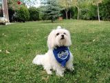 Kore Maltese Oğluma Dişi Eş Arıyorum