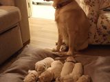 Golden Retriever Yavrularımız Sahibini Arıyor