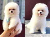 Teddy Face Pomeranian Boo Yavrumuz