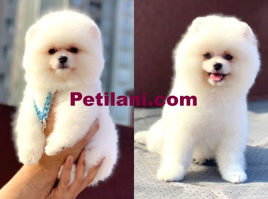 Teddy Face Pomeranian Boo Yavrumuz