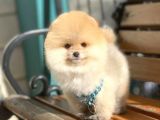 3 Aylık Oranj Pomeranian Boo Oğlumuz