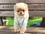 Ayıcık Yüzlü Pomeranian Boo Yavrular