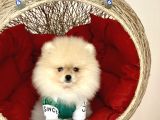 Show Kalite Pomeranian Boo Yavrular