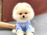 Show Kalite Pomeranian Boo Yavrular