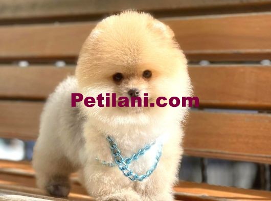 Show Kalite Pomeranian Boo Yavrular