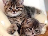 Uygun british shorthair brown tabby