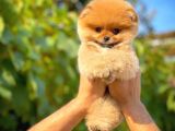 Irk ve saglık garantılı Pomeranıan boo