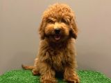 4 aylık red minyatür poodle yavrumuz