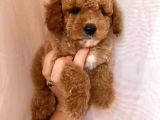 Toy Poodle  YAVRULARIMIZ