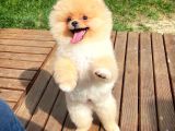 Irk ve sağlık garantili pomeranian boo yavrularımız