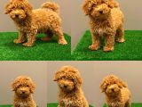 Çok sevimli dişi red toy poodle yavrumuz
