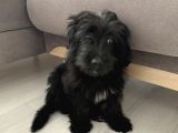 5 Aylık Terrier Yavru