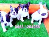 SAFKAN FRENCH BULLDOG YAVRULAR İZMİR