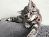 Dişi Tabby British Shorthair