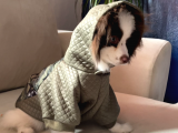 Chihuahua