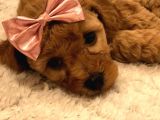 SAFKAN DİŞİ TOY POODLE YENİ AİLESİNİ BEKLİYOR