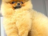 SAFKAN ORJİNAL TEDDYFACE GARANTİLİ KIZIM