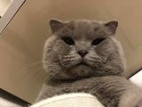 1.5 Yaşında Scottish Fold