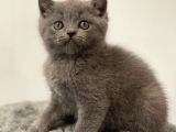 Sevimli blue british shorthair erkek yavrumuz