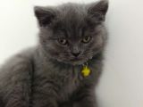 Cins Kedi British