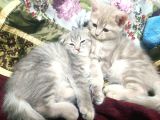 2 aylık scottish fold
