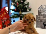 TEACUP POODLE KIZIMIZ