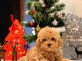 SAFKAN TOY POODLE BEBEKLER