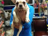 krem rengi fransız buldog