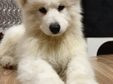 3 aylık samoyed oğlumu sahiplendiriyorum