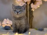 SHOW KALİTE BRİTİSH SHORTHAİR BLUE