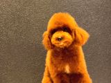 RED TOY POODLE YAVRUMUZ