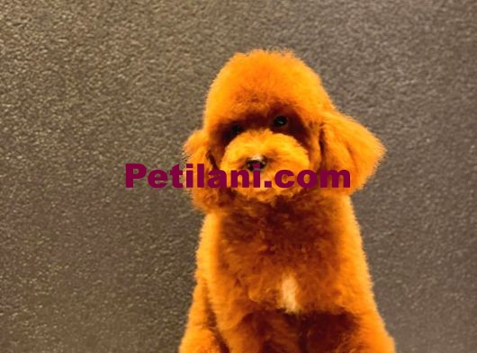 RED TOY POODLE YAVRUMUZ