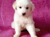 2 bucuk aylık yavru köpek
