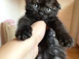 Safkan Scottish fold yavrular