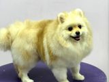 Pomeranian spitz erkek yavrumuz