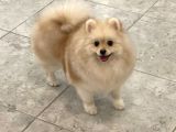 Sevimli Pomeranian spitz erkek yavru
