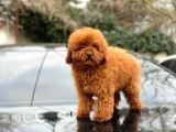 RED TOY POODLE YAVRULAR
