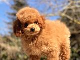 SAFKAN TOY POODLE BEBEKLER