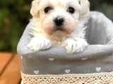 Afacan maltipoo dişi yavrularımız teslime hazır