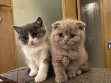 British ve scottish fold yavrularım