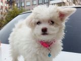 Maltese Terrier Dişi