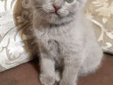 Leylak Rengi Erkek Yavru British Shorthair