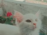 TAMAMEN ÜCRETSİZ ANKARA KEDİSİ KIRMASI