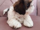 2 aylik secereli shih tzu yavrular
