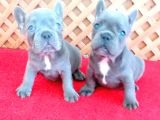 BLUE QUAD FRENCH BULLDOG YAVRULAR İZMİR