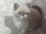 Safkan exotic shorthair