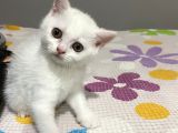 2 aylık dişi beyaz tuvalet eğitimi var 