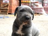 A KALİTE CANE CORSO YAVRULAR DAHA İYİSİ YOK 